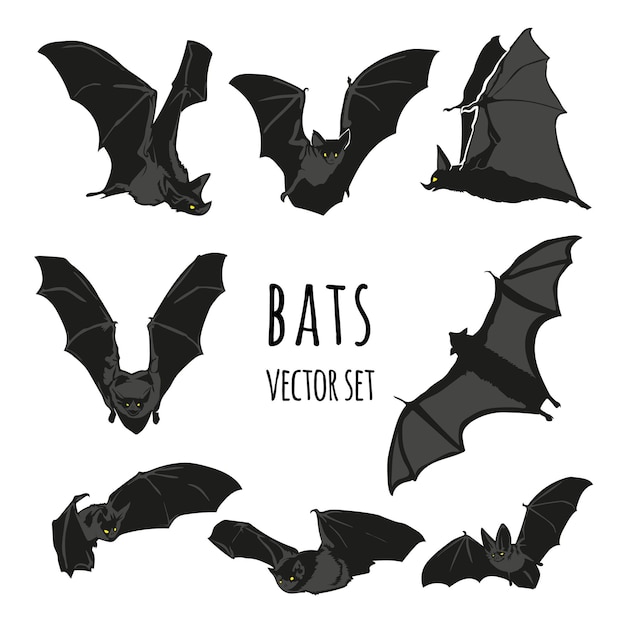 Insieme di vettore del pipistrello, illustrazione del pipistrello di halloween