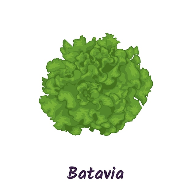 Illustrazione vettoriale di insalata a foglia verde lattuga batavia