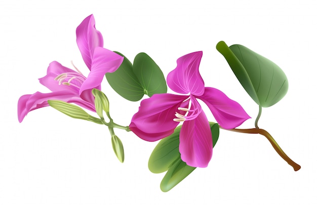 Vector bauhinia flower vector illstration