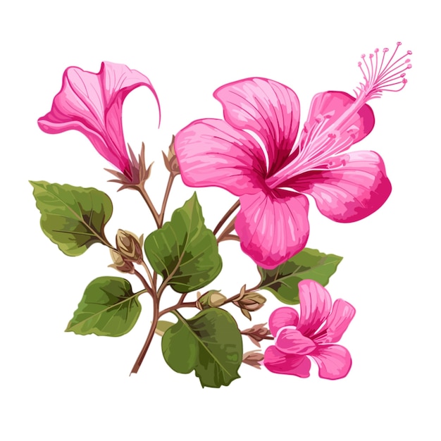 Vector bauhinia vector on white background