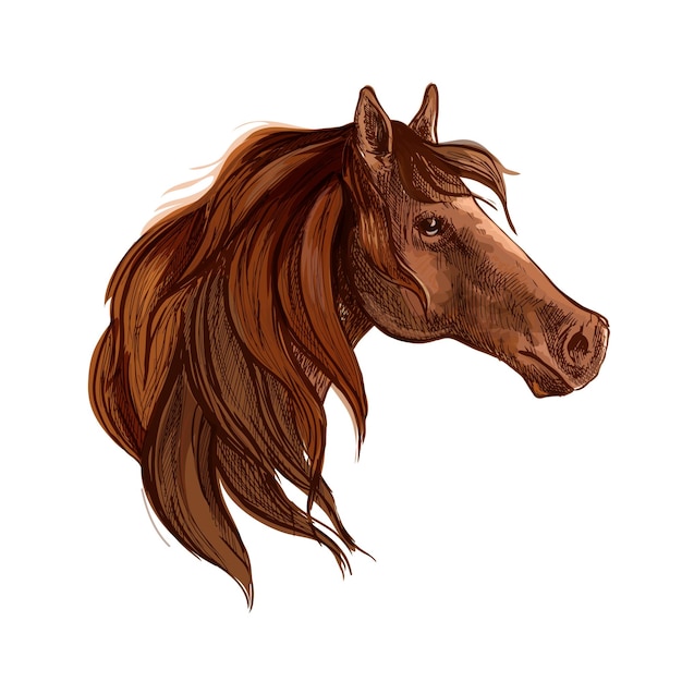 Vector bay horse with long mane portrait