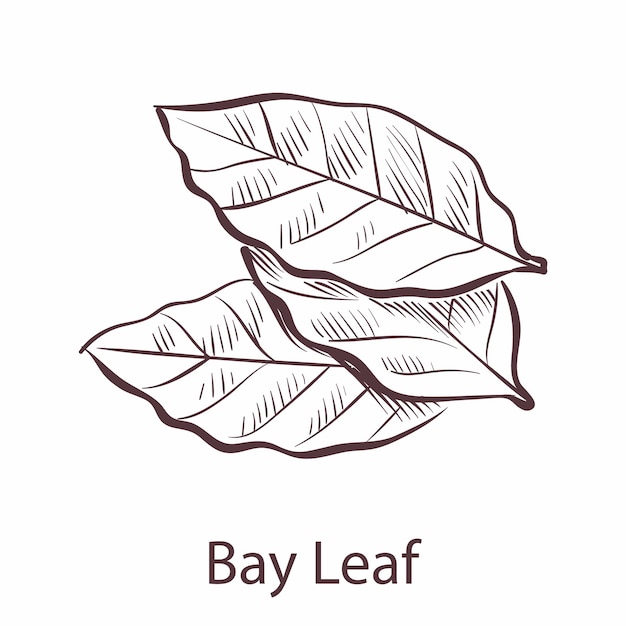 Bay leaf. Engraved style single illustration of seasoning laurel, herbal botanical sketch, cooking symbol for labels and packages restaurant or cafe menu. Vector hand drawn isolated element