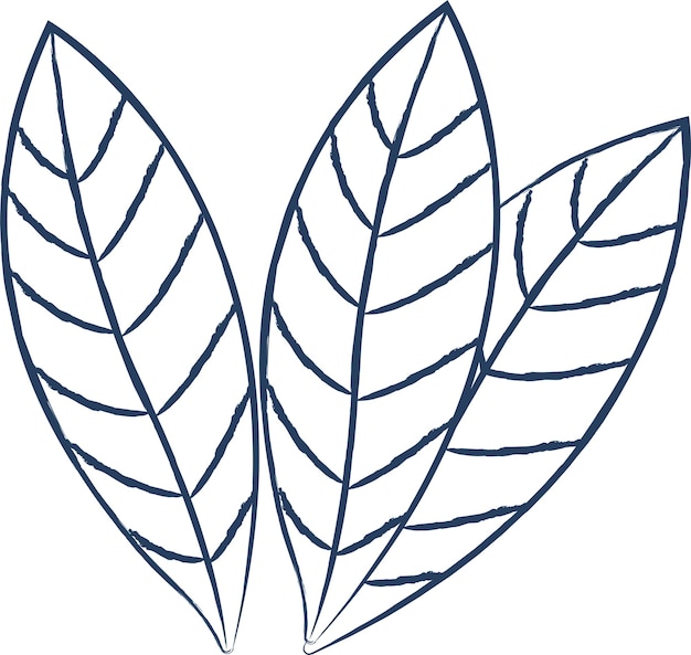 Vettore illustrazione vettoriale disegnata a mano di bay leaf