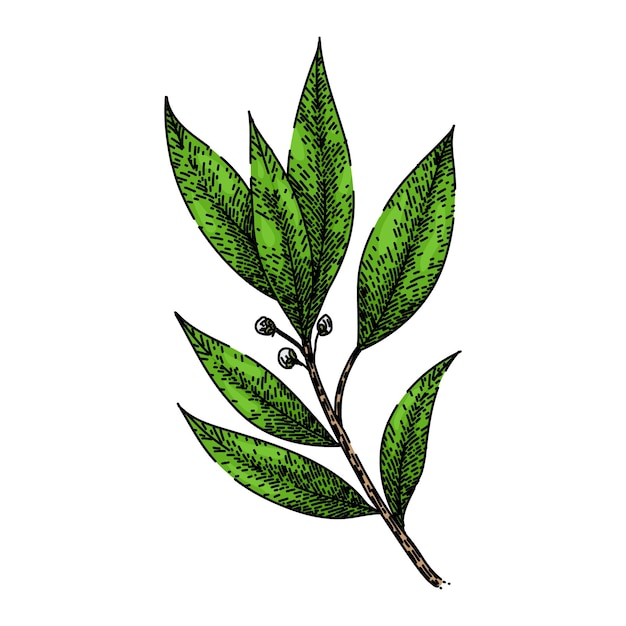 Bay leaf herb sketch hand drawn vector