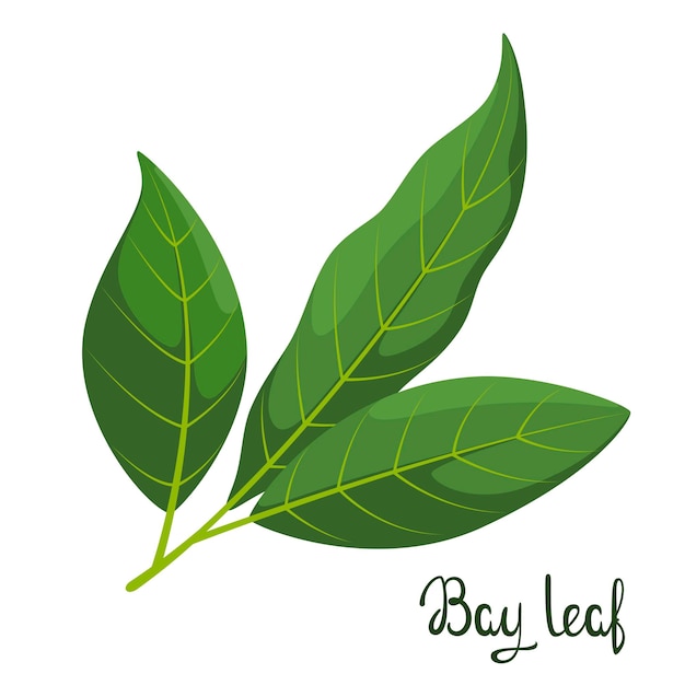 Bay leaves on a white background Herbs