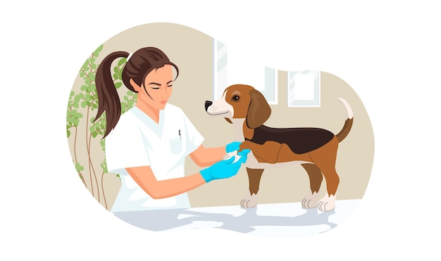 Vettore cane beagle alla visita veterinaria nell'ufficio della clinica medica cucciolo non ansia sulla terapia della zampa della benda sull'appuntamento veterinario della giovane donna veterinaria illustrazione vettoriale isolato su sfondo bianco