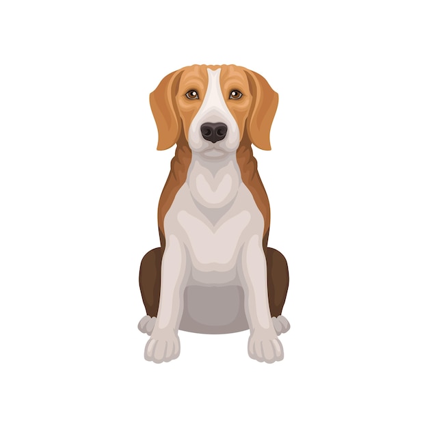 Vector beagle with shiny eyes in sitting position small breed of hunting dog shorthaired puppy with long ears element for advertising poster of veterinary clinic or zoo shop isolated flat vector design