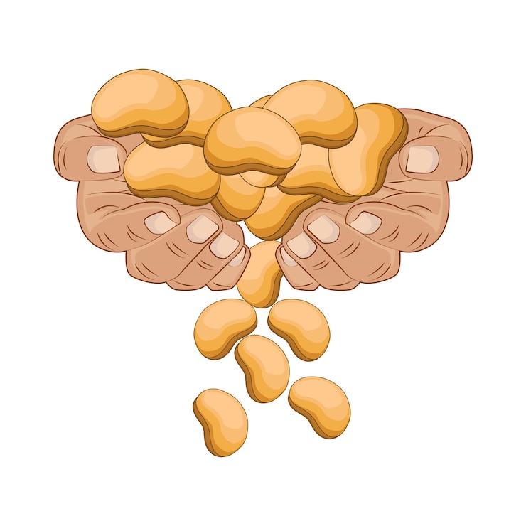 Vector bean illustration