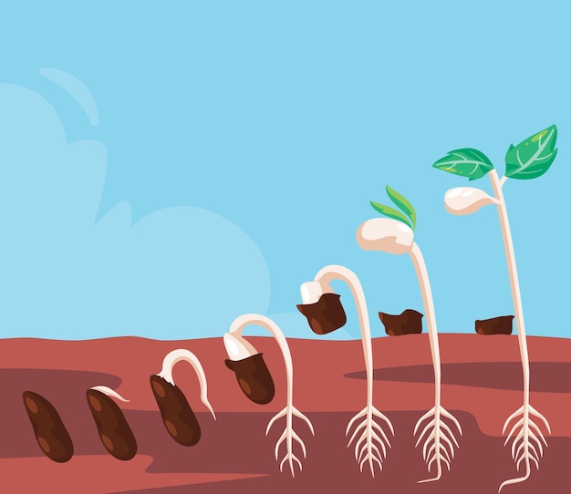 豆の芽 種の発芽 発芽の過程 ステップ 植物の生命 葉の展開 成長の段階