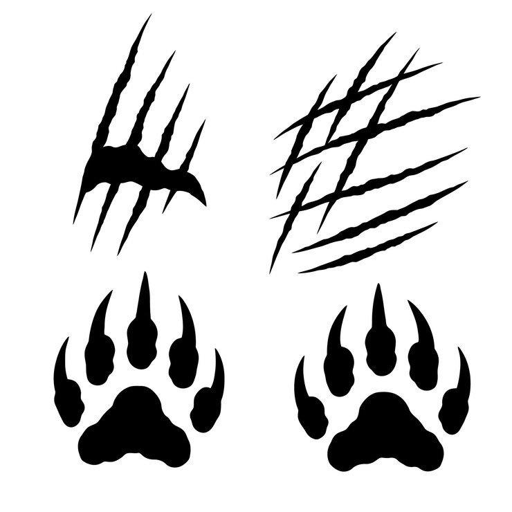 Vector bear claws and paw prints