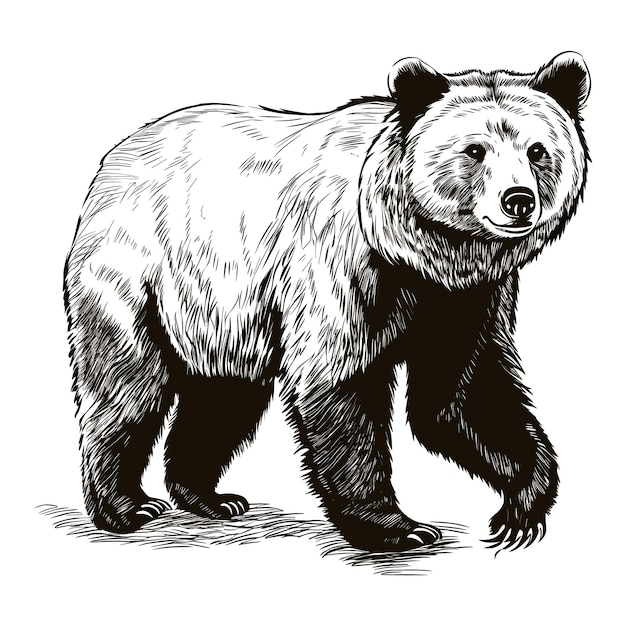 クマの手描きスケッチ ベクトル図