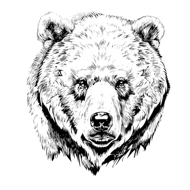 Vector bear head realistic hand drawn sketch vector illustration.