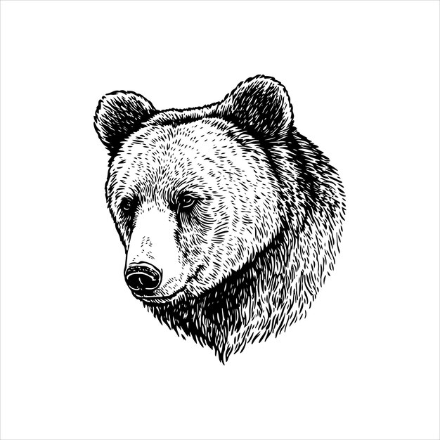 Vector bear head vector illustration engrave isolated