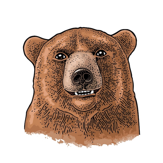 Testa d'orso illustrazione di incisione a colori vintage per poster isolato su bianco