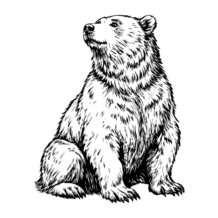 A bear is sitting on the ground with its head up