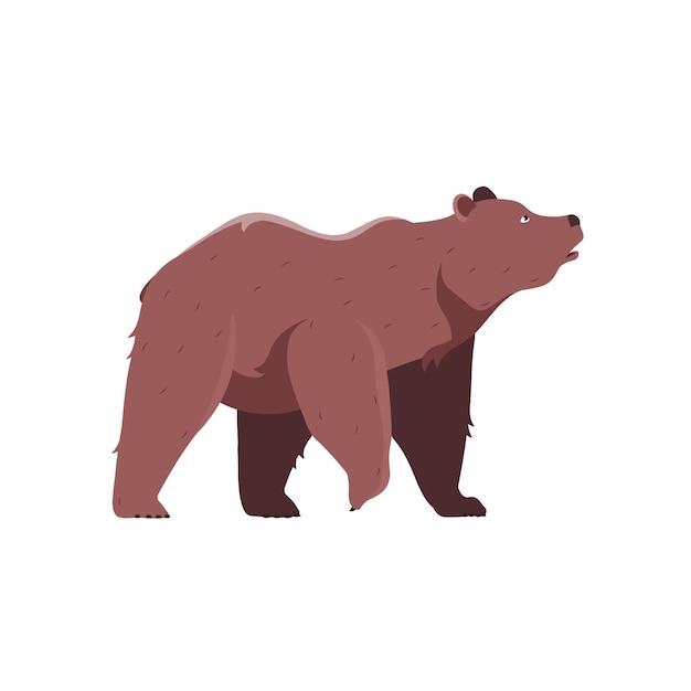 Bear mammal vector illustration of animals in cartoon style