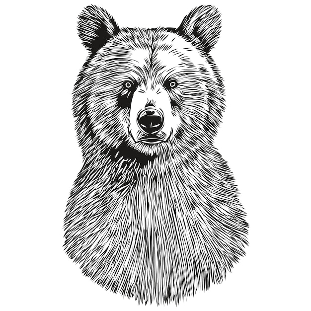白い背景のクマのクマの大ざっぱなグラフィック肖像画を負担します。