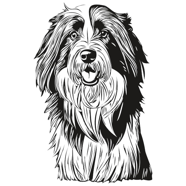 Vettore disegno della linea della testa del cane bearded collie illustrazione disegnata a mano con sfondo trasparente stampa t-shirt pronta