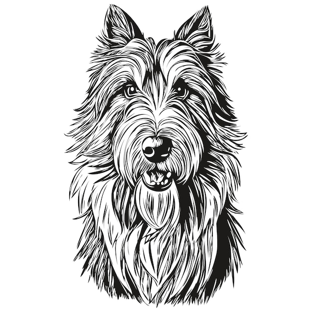 Vector bearded collie dog pet sketch illustration black and white engraving vector character dog illustration