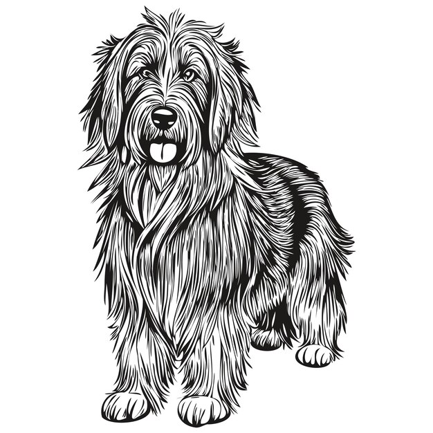 Vector bearded collie dog t shirt print black and white cute funny outline drawing vector sketch drawing