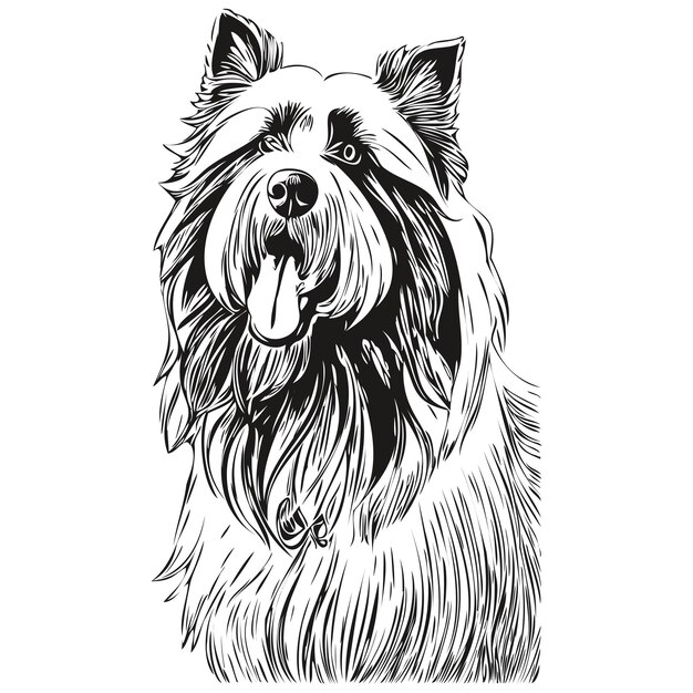 Vector bearded collie hond inkt schets tekening vintage tatoeage of t-shirt print zwart-wit vector realistisch ras huisdier