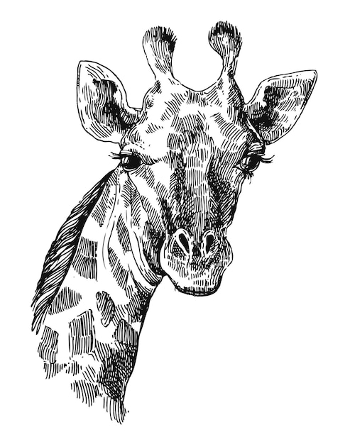 Vector beautful hand drawn illustration portrait of giraffe sketch style