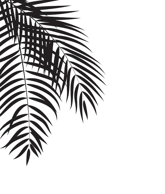 Beautifil palm tree leaf silhouette background vector illustration eps10