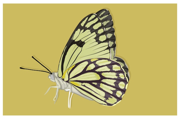 Vector beautiful albino butterfly illustration