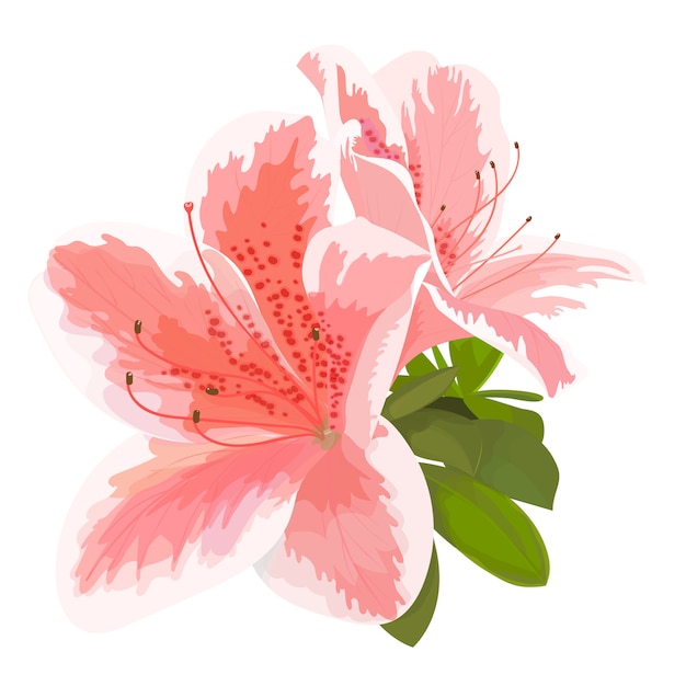 Beautiful Azalea on white background