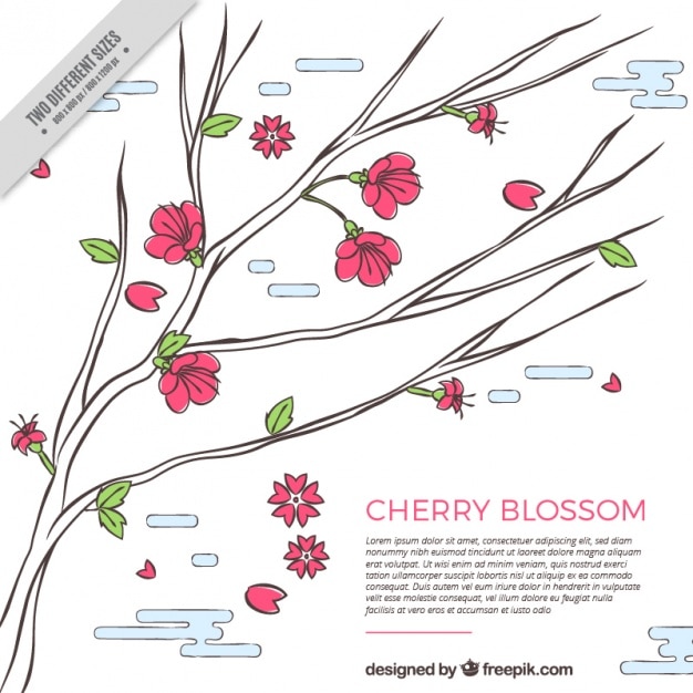 Vector beautiful background of cherry blossom