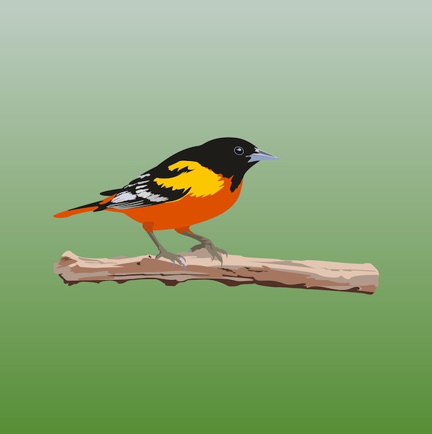 Vector beautiful bird baltimore oriole