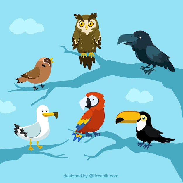 Vector beautiful birds collection