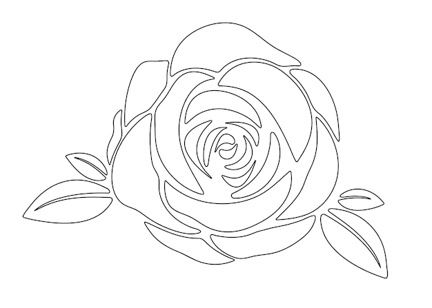 Красивый черно-белый цветок розы с листьями