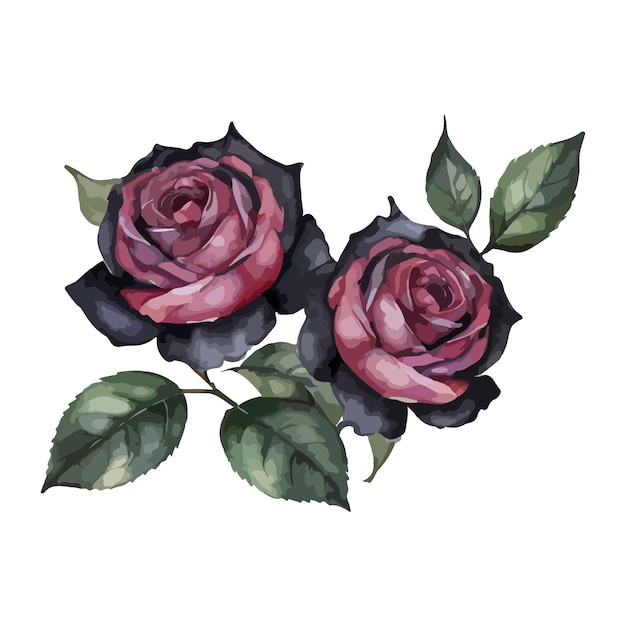 beautiful black roses watercolor isolated vector illustration