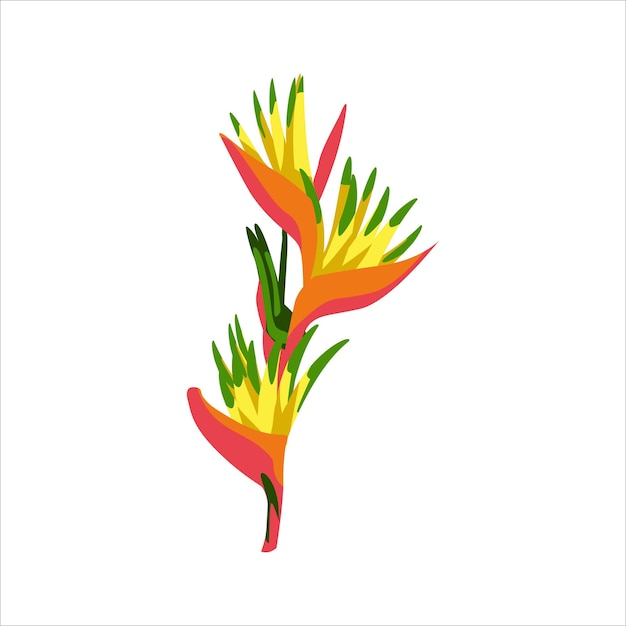 Beautiful blossoming exotic flower Heliconia tropical plant