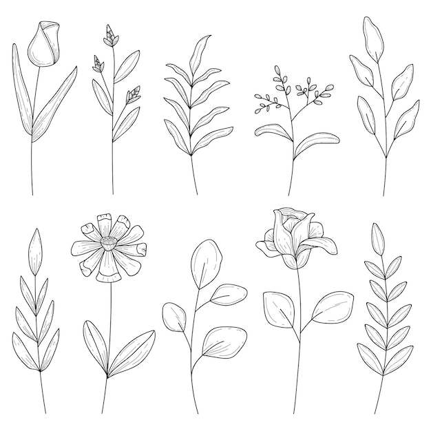 Bellissimo concetto di illustrazione disegnata a mano botanica per la decorazione
