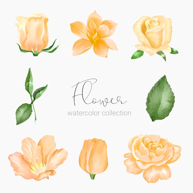 Vector beautiful bouquet of flowers and leave in water colors style