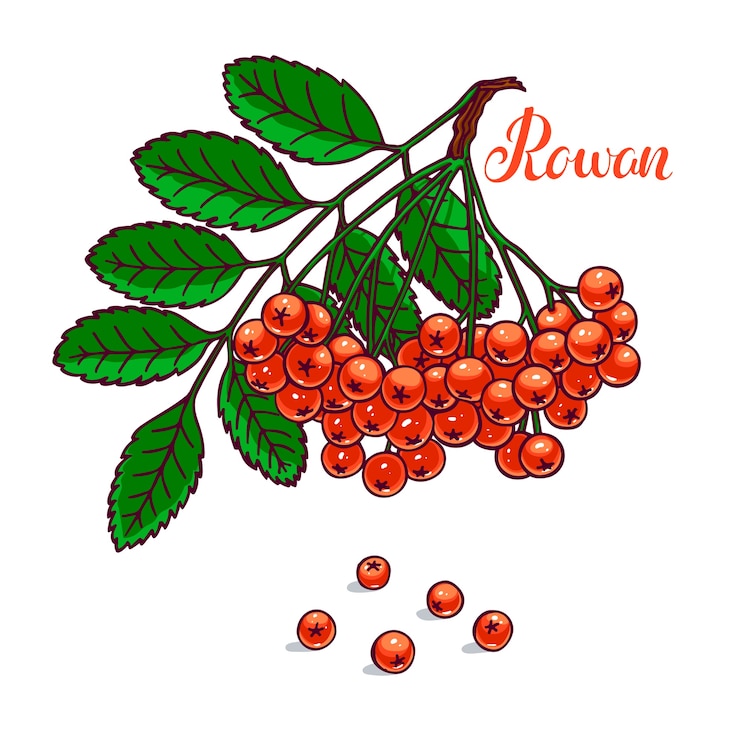 Vector beautiful branch of ripe rowan. hand-drawn illustration