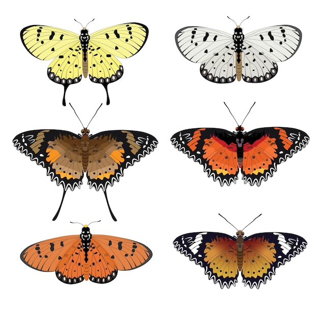 Vector beautiful butterfly vector collection realistic and full color