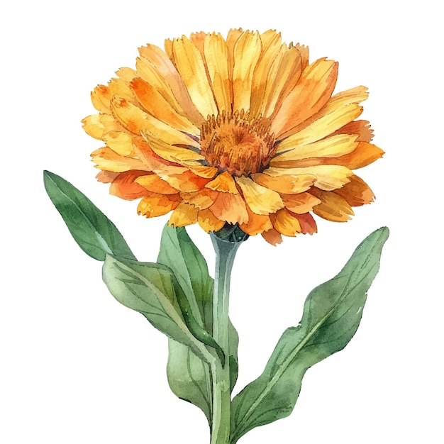 beautiful calendula flower vector illustration in watercolour style