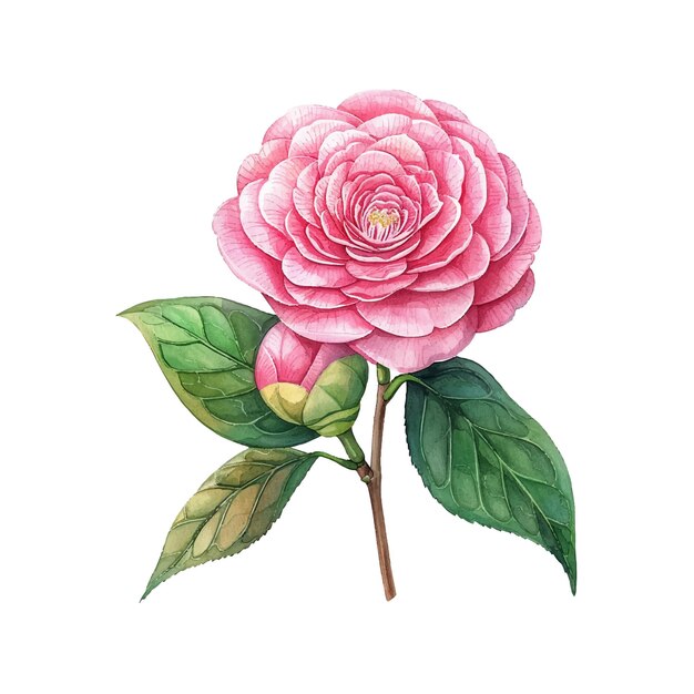 Bella illustrazione vettoriale di fiori di camelia in stile acquerello