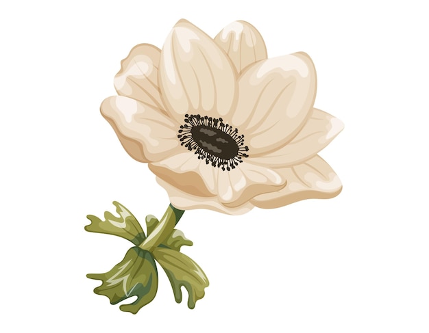 Vector beautiful cartoon blooming white anemone flower vector isolated natural plant on a stem with leaves