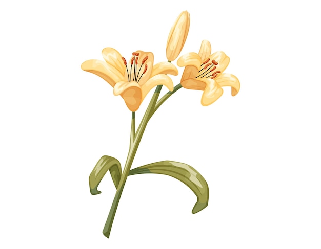 Beautiful cartoon blooming yellow lily bud vector isolated illustration of a flower with stem and