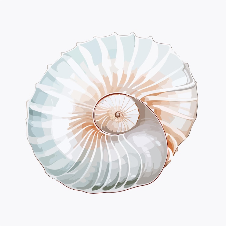 Vector beautiful chambered nautilus silhouette on transparent surface