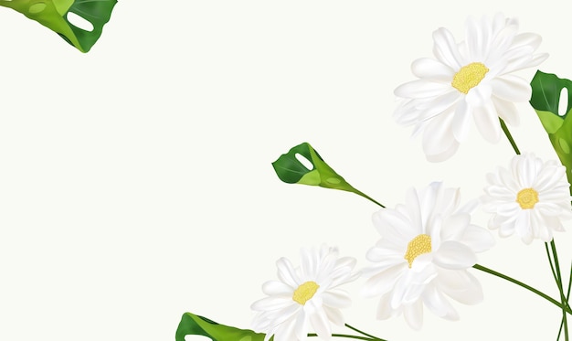 あなたのテキストやバナーのための美しいカモミールの背景美しさのための白い咲くカモミールバナー