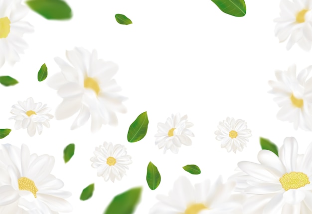 Beautiful chamomile background