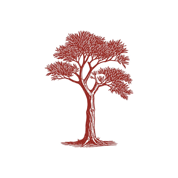 Vector beautiful classic hand drawing eucalyptus tree