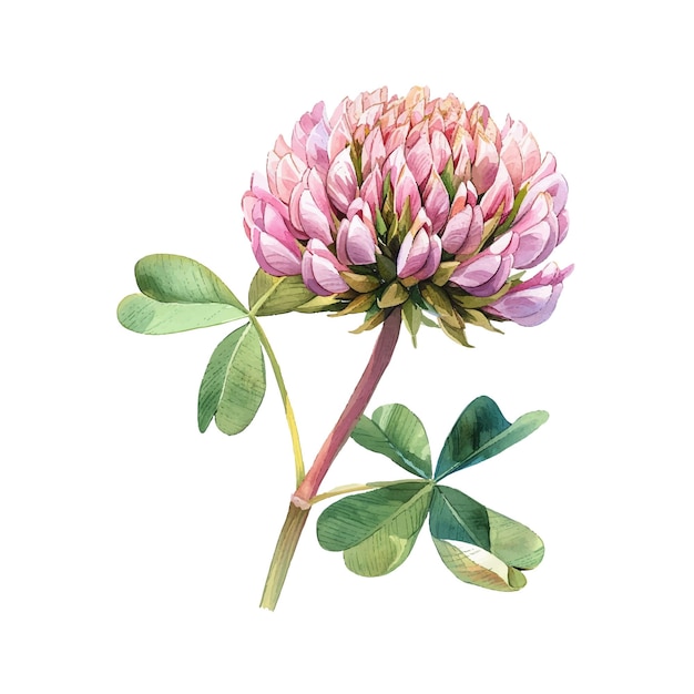 beautiful clover flower vector illustration in watercolour style