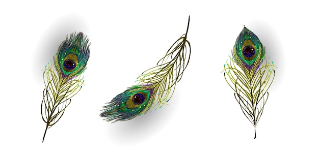 Beautiful collection of vector realistic peacock feathers