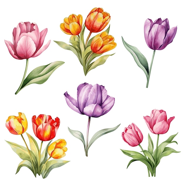Beautiful color pink yellow and purple tulip flower with leaves set watercolor paint on white